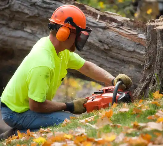 tree services Sand Lake